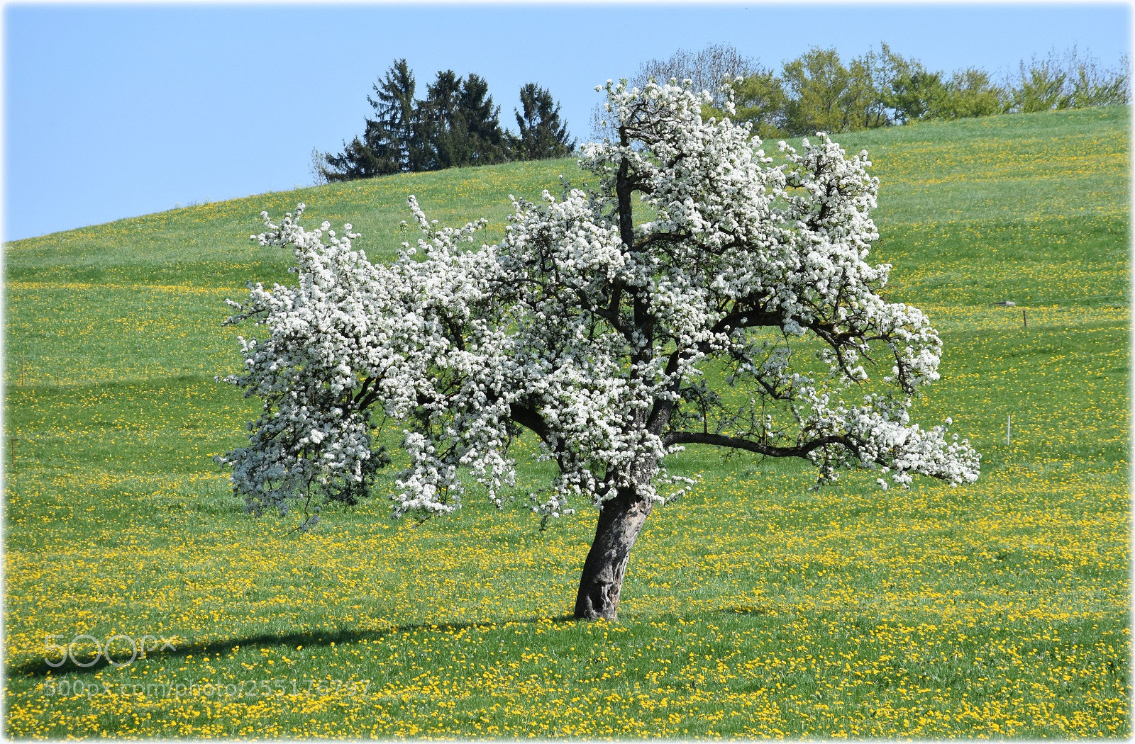 Nikon D7200 sample photo. "blossomtrmee" photography