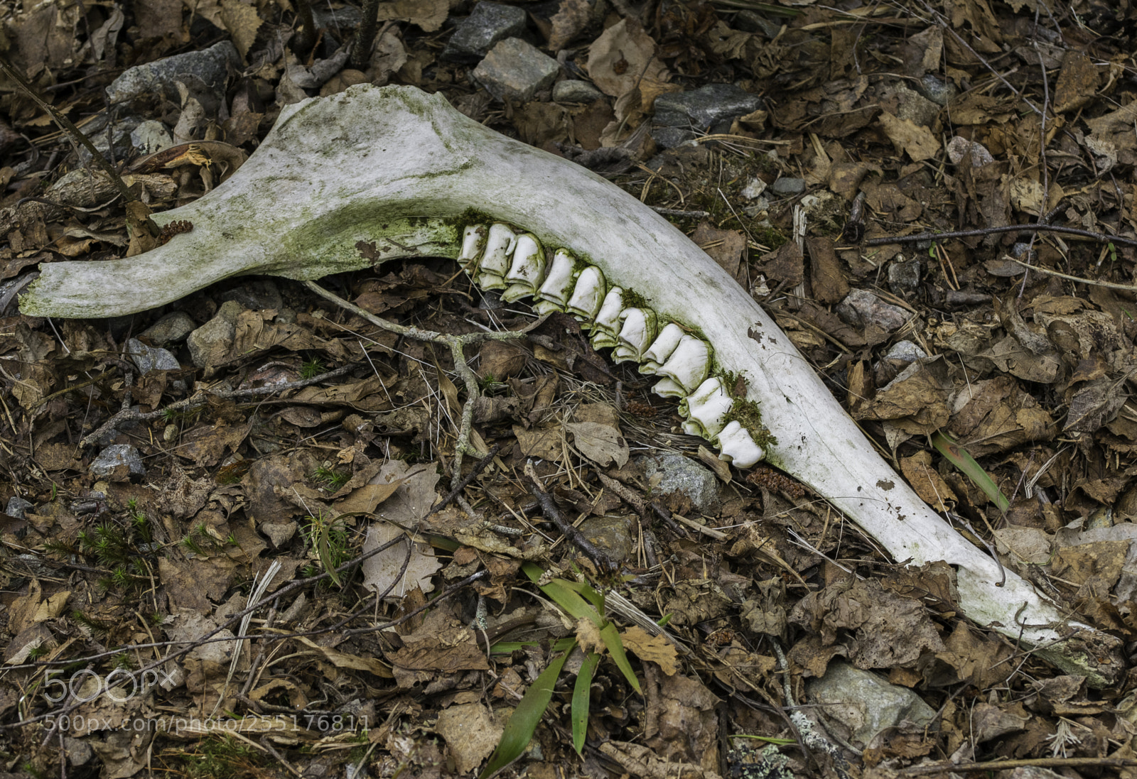 Nikon D5300 sample photo. Animals - mammals photography