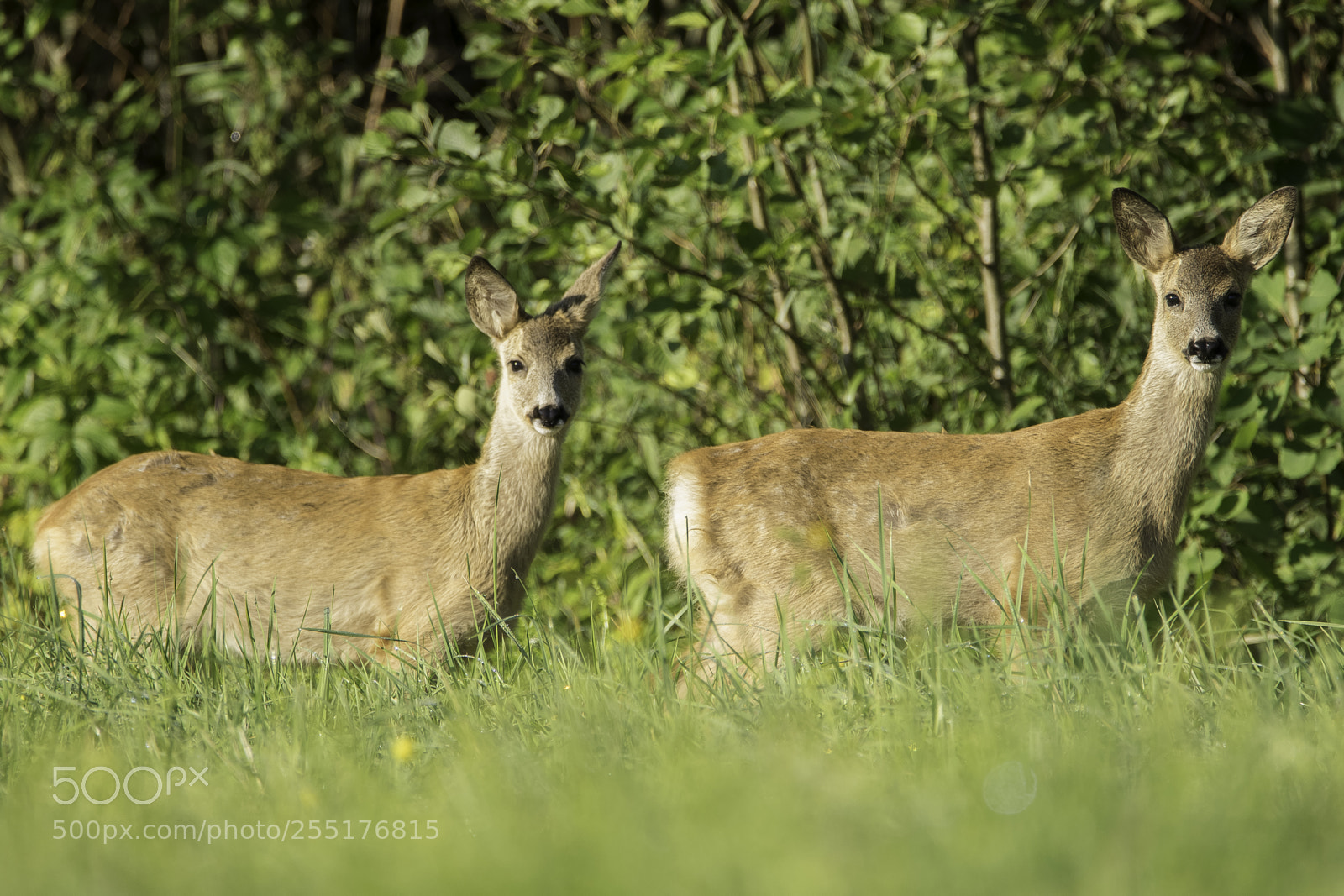 Nikon D5300 sample photo. Animals - mammals photography