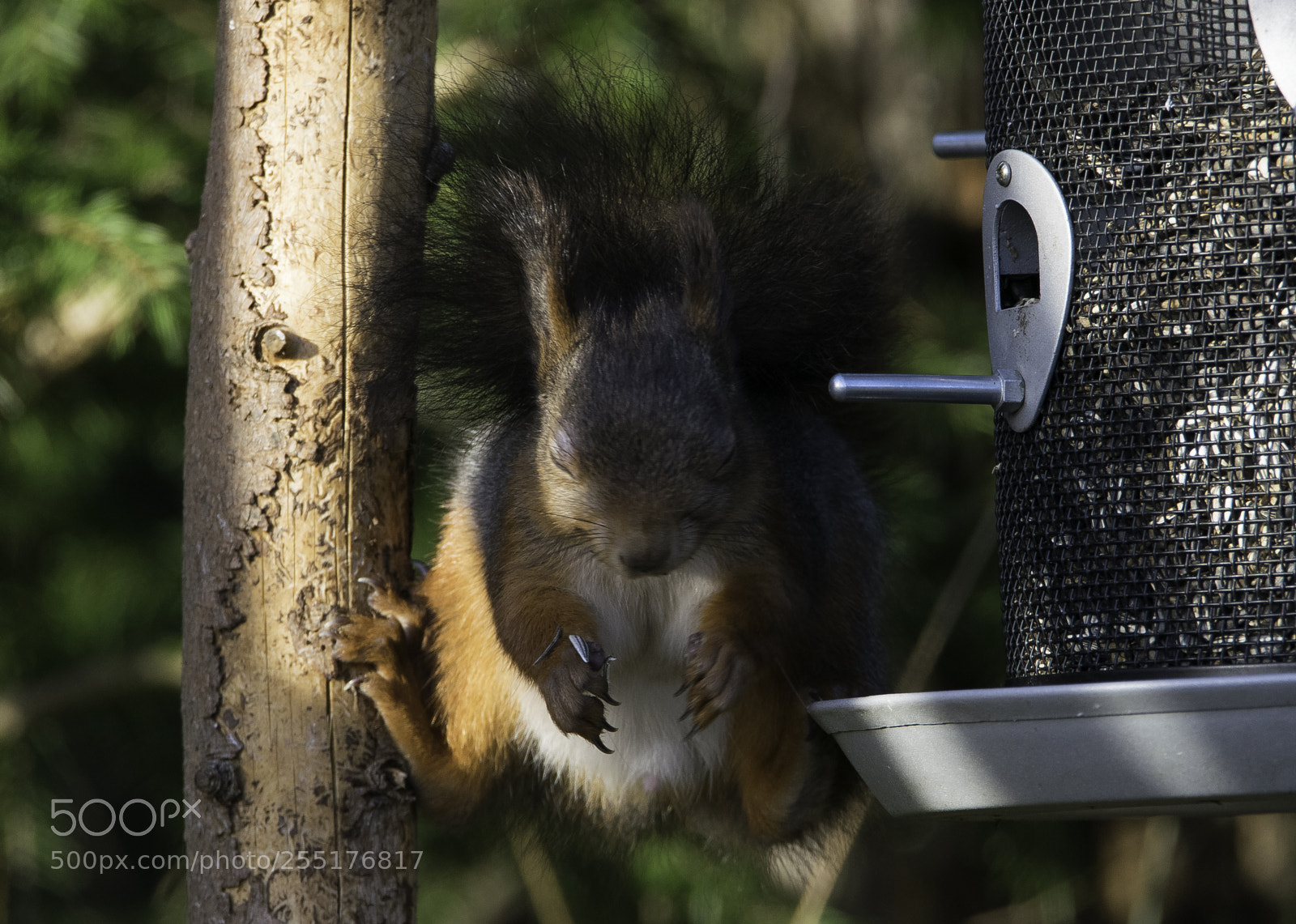 Nikon D5300 sample photo. Animals - mammals photography