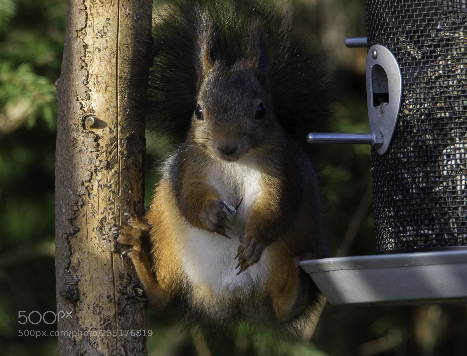 Nikon D5300 sample photo. Animals - mammals photography