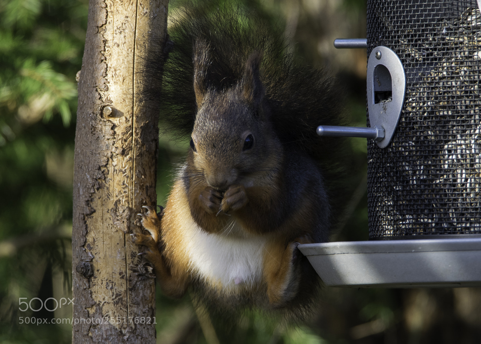 Nikon D5300 sample photo. Animals - mammals photography