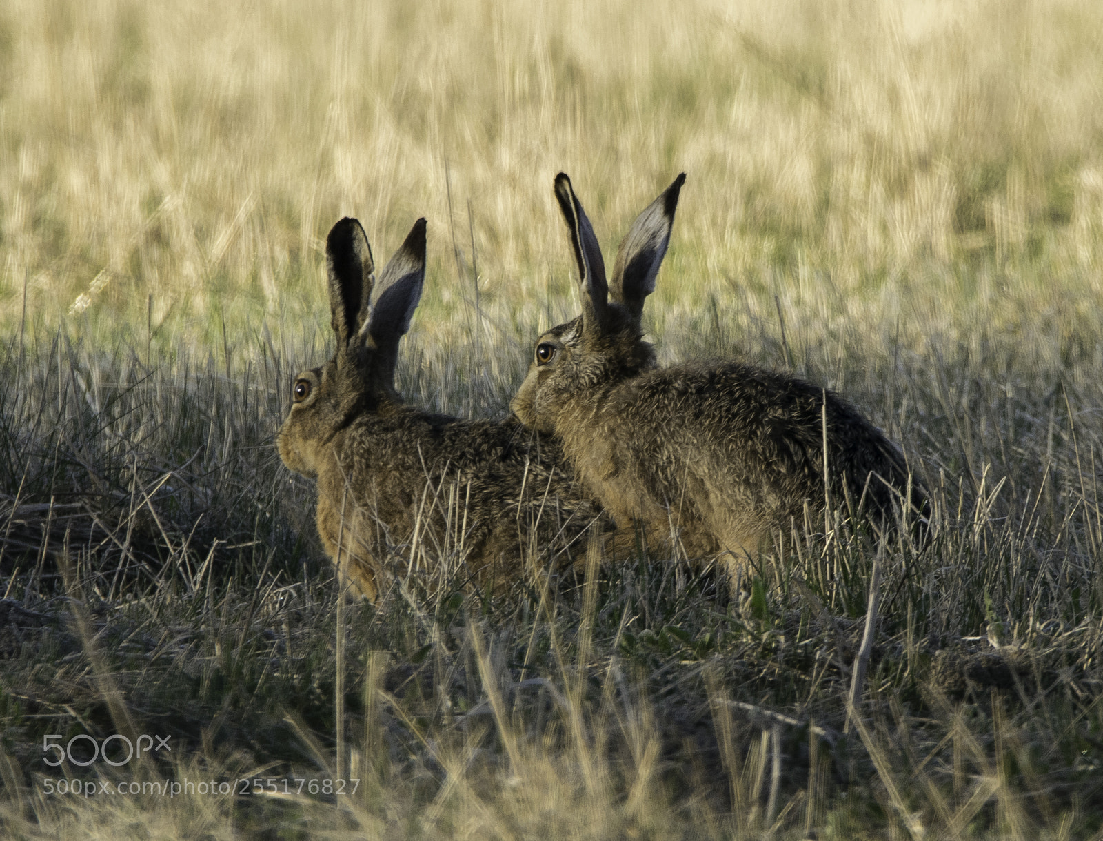 Nikon D5300 sample photo. Animals - mammals photography