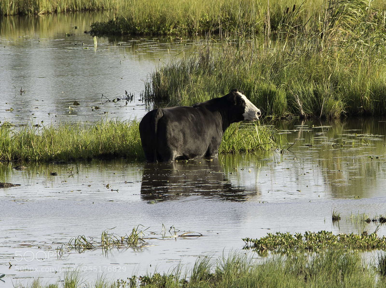 Nikon D5300 sample photo. Animals - mammals photography