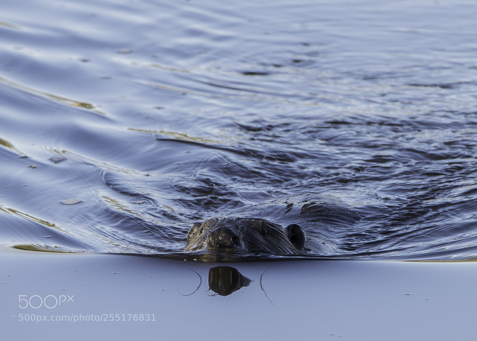 Nikon D5300 sample photo. Animals - mammals photography