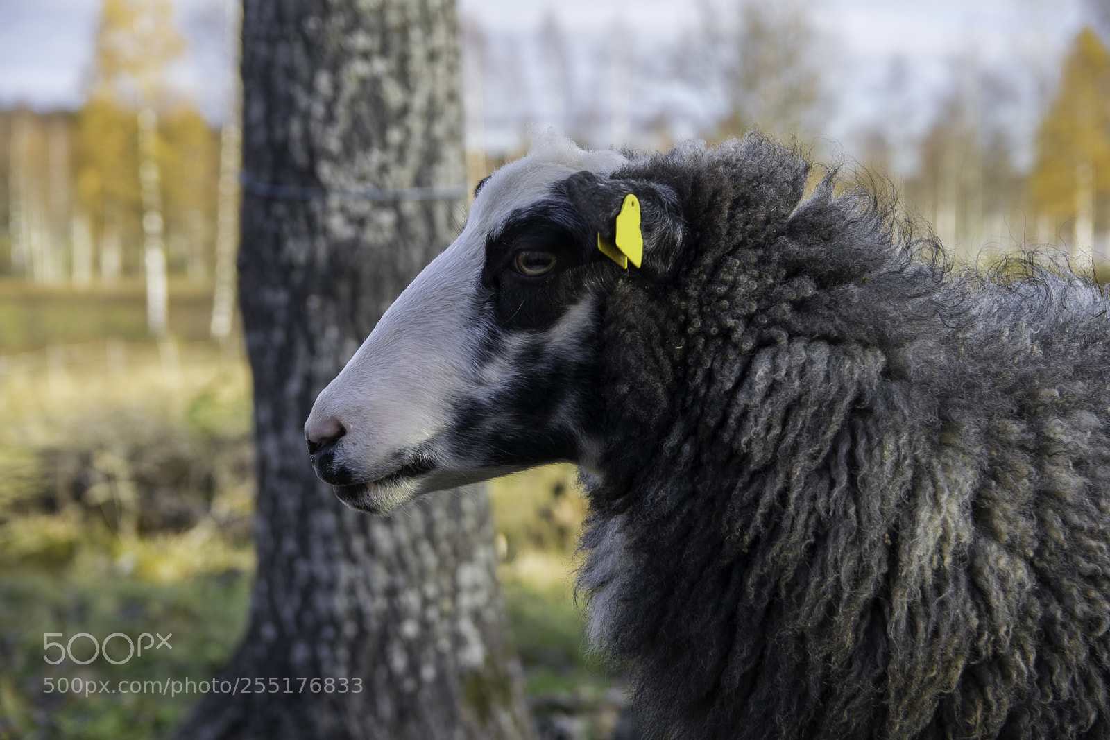 Nikon D5300 sample photo. Animals - mammals photography