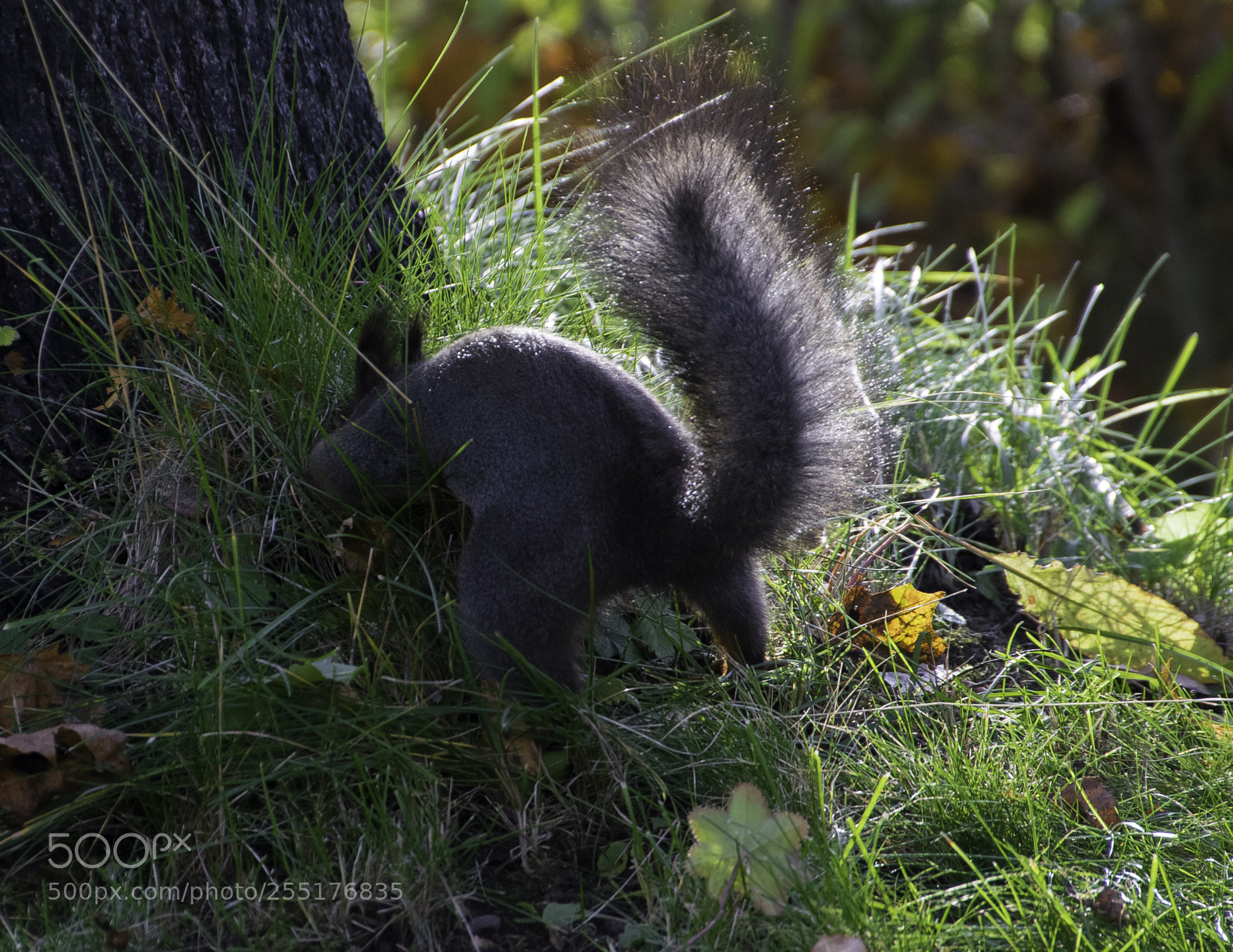 Nikon D5300 sample photo. Animals - mammals photography
