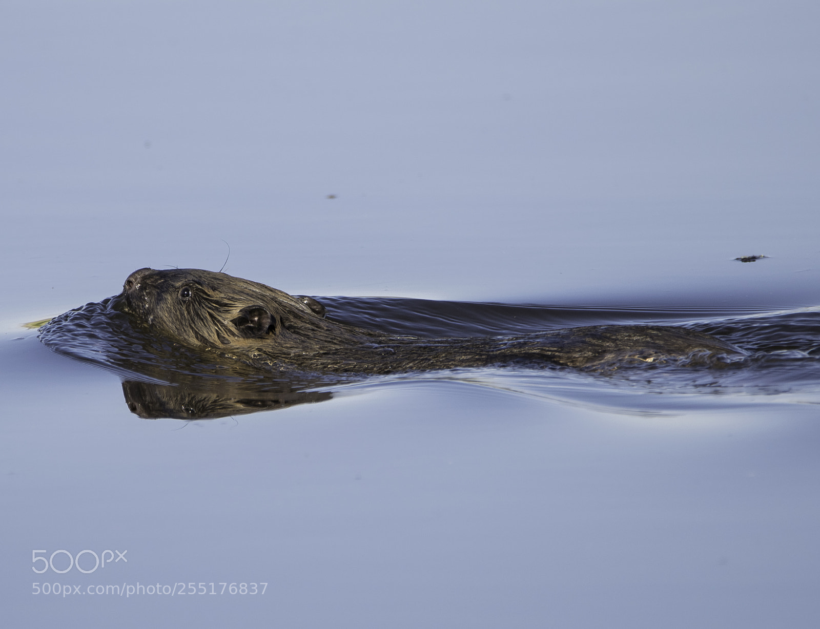 Nikon D5300 sample photo. Animals - mammals photography