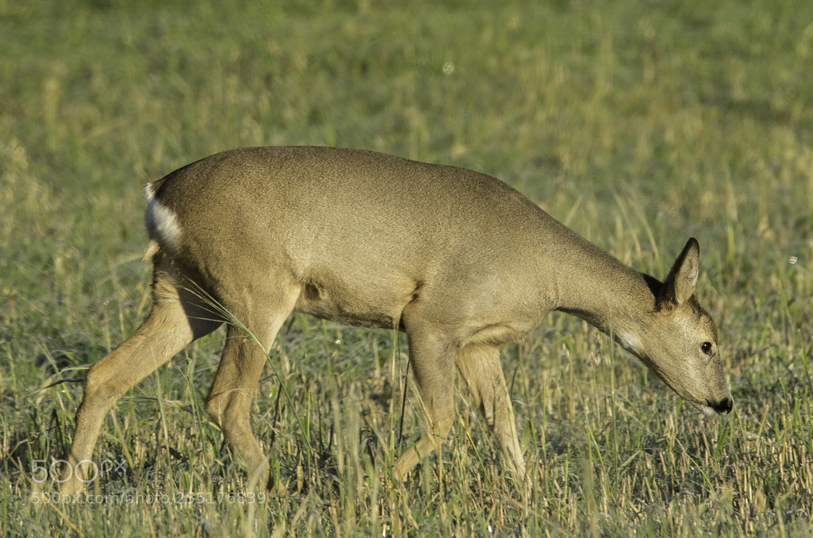 Nikon D5300 sample photo. Animals - mammals photography
