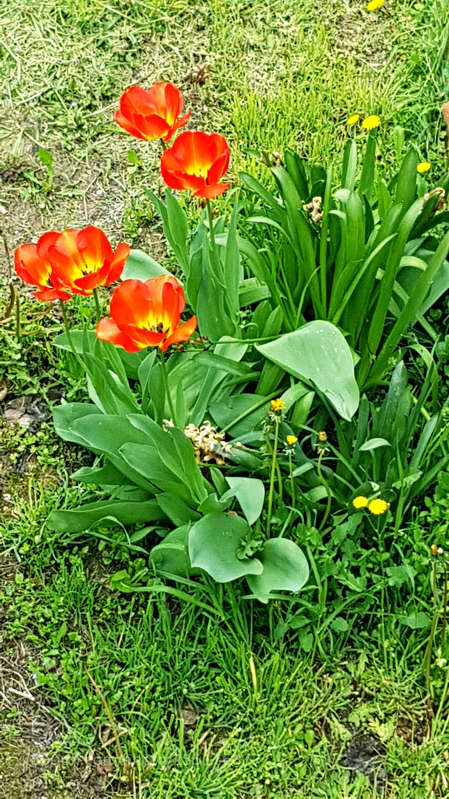 Samsung Galaxy S8 sample photo. Untitled photography
