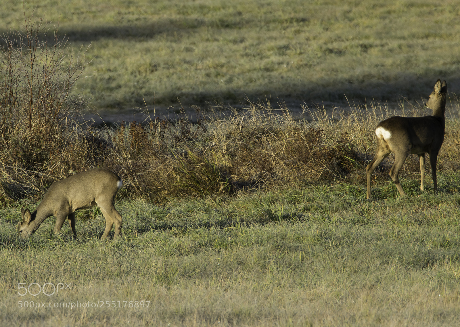 Nikon D5300 sample photo. Animals - mammals photography