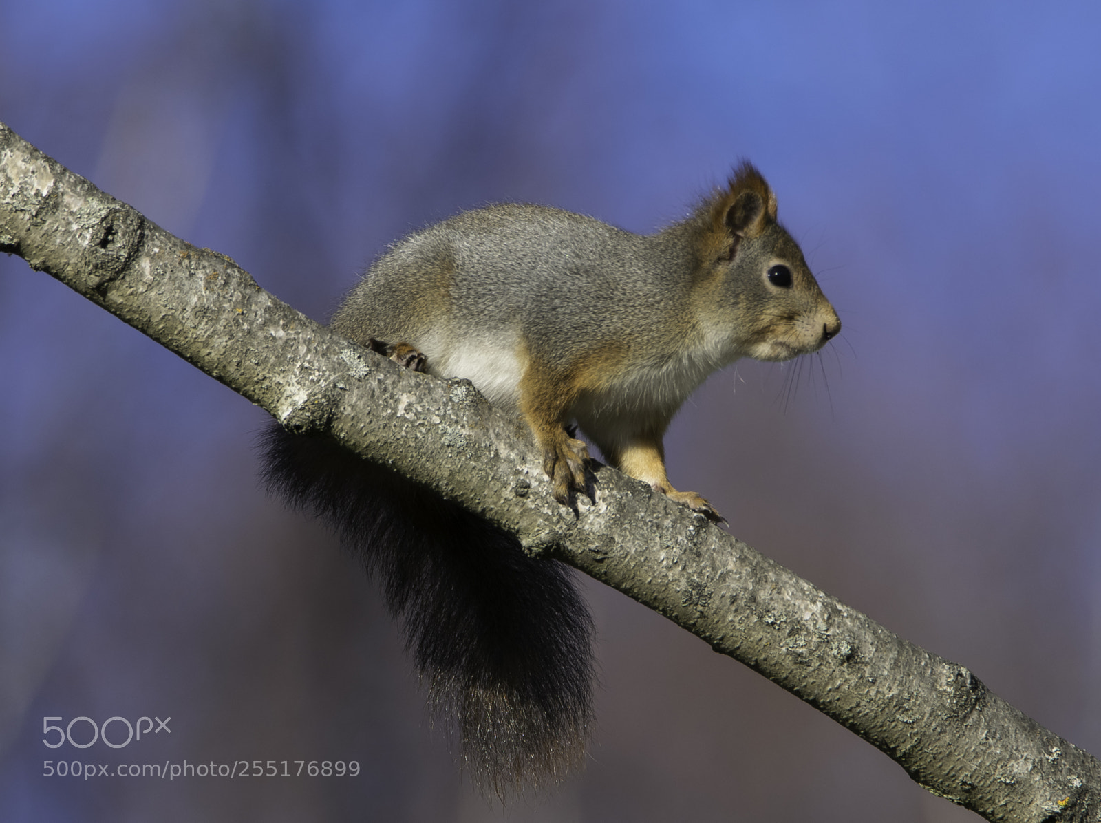 Nikon D5300 sample photo. Animals - mammals photography