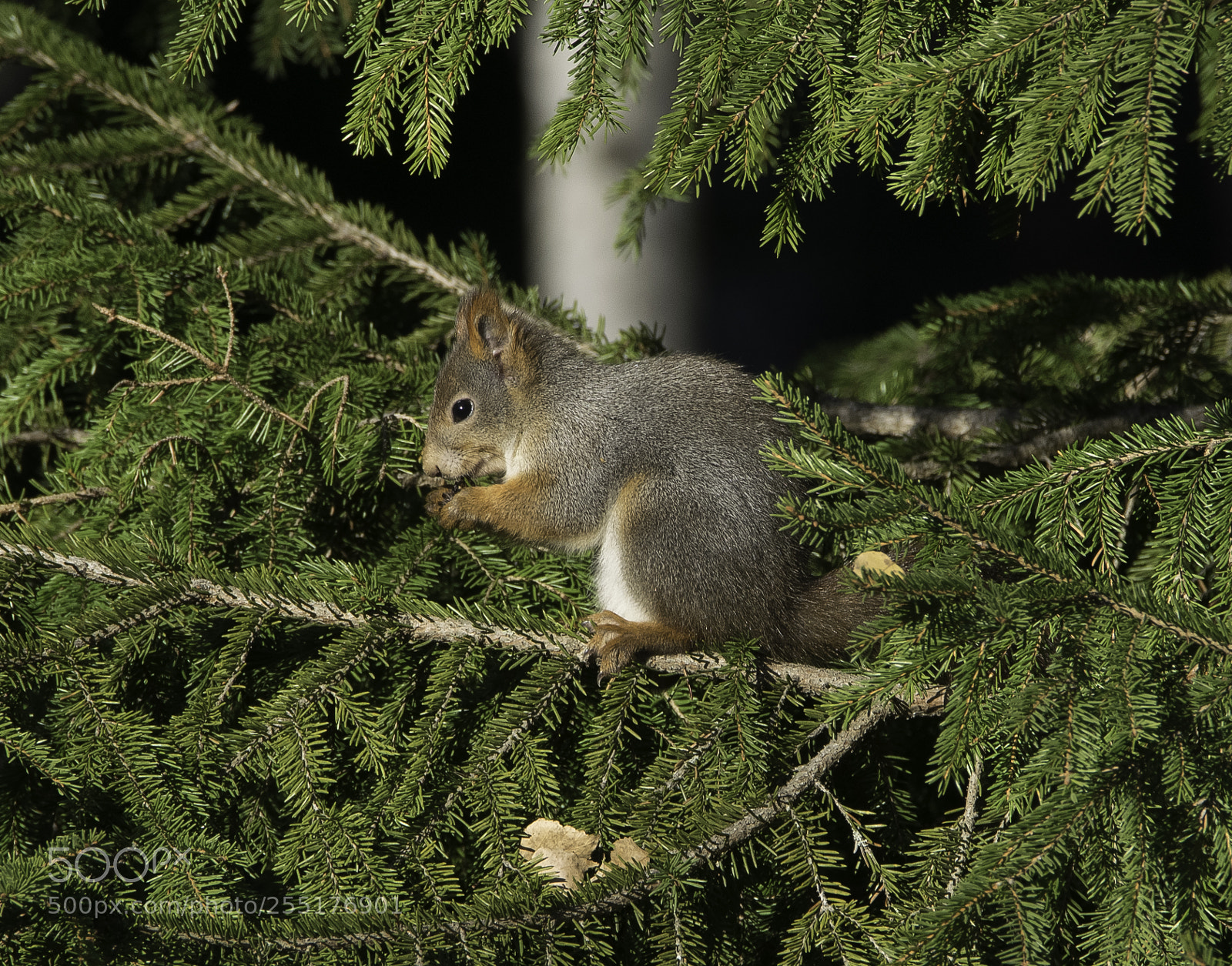 Nikon D5300 sample photo. Animals - mammals photography