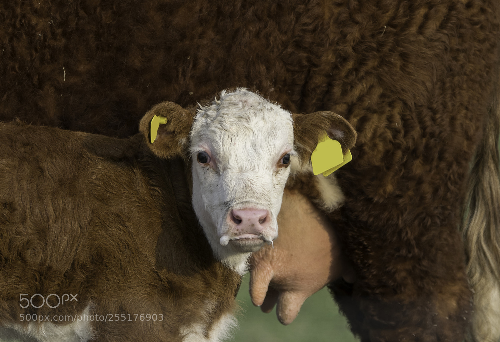 Nikon D5300 sample photo. Animals - mammals photography
