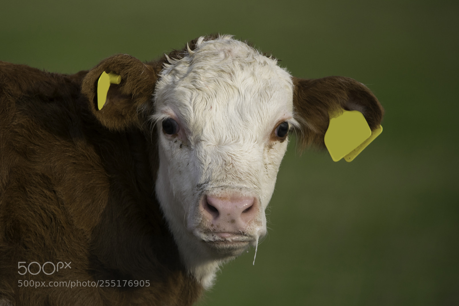 Nikon D5300 sample photo. Animals - mammals photography