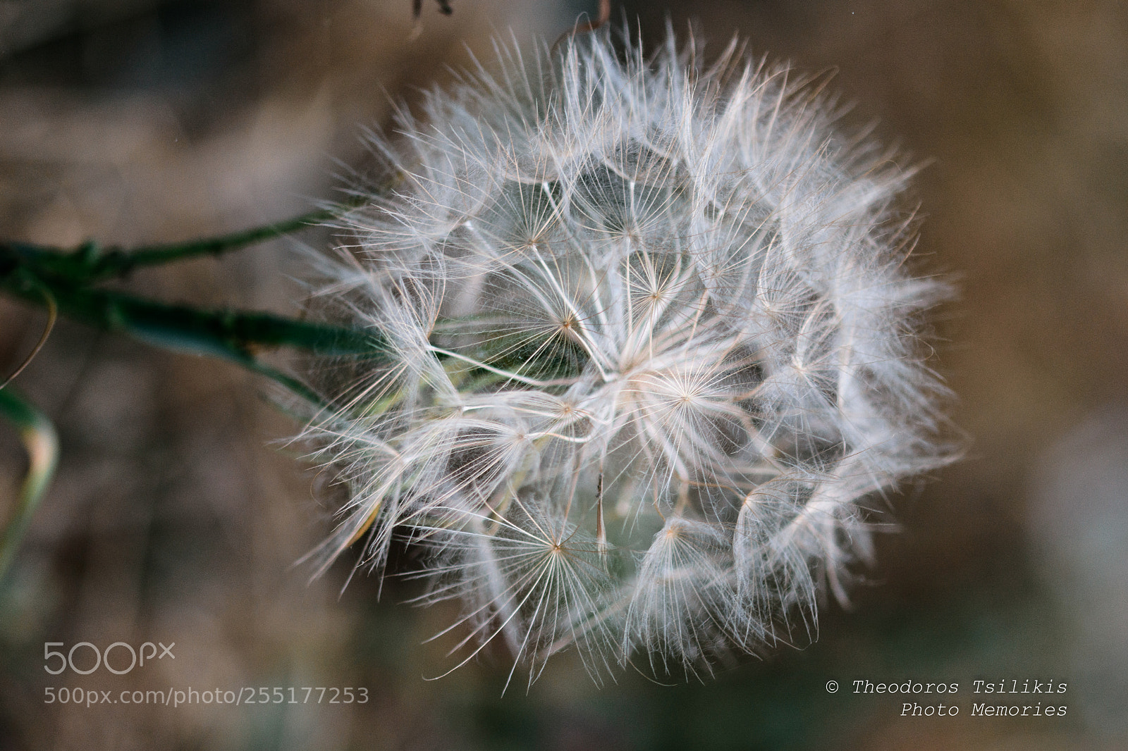 Nikon D7200 sample photo. Mostly white photography