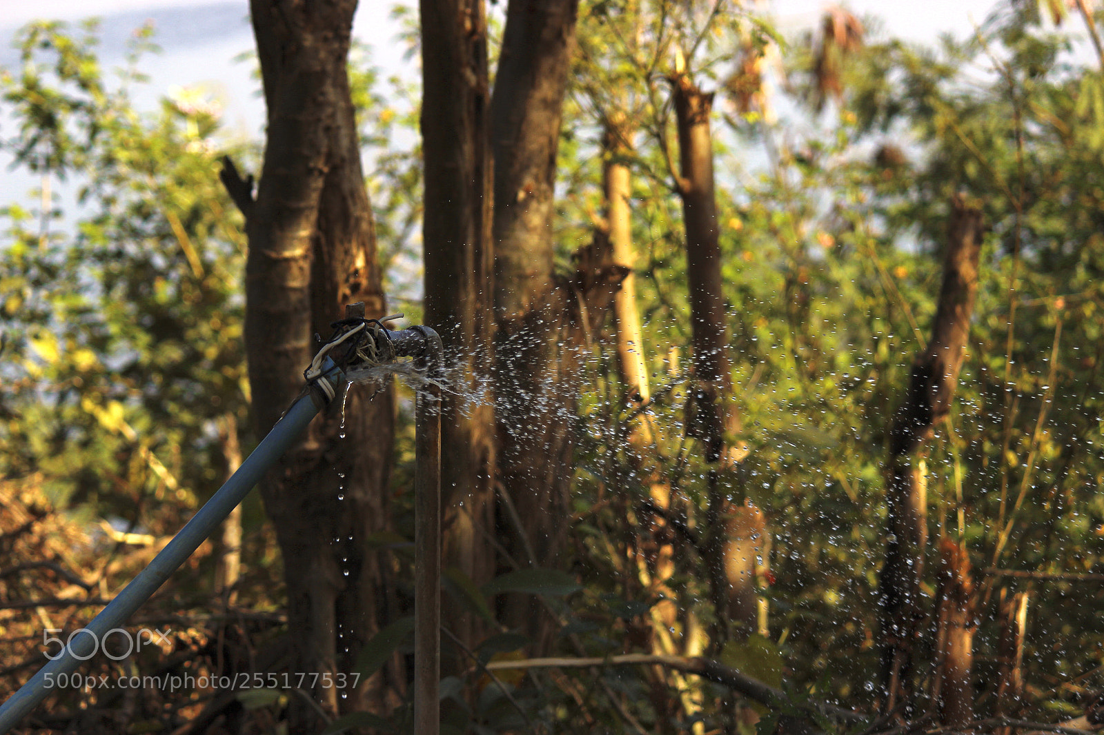 Canon EOS 600D (Rebel EOS T3i / EOS Kiss X5) sample photo. Save water & save life photography