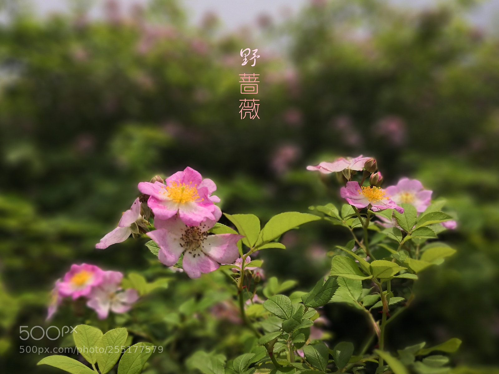 HUAWEI Mate 10 sample photo. Untitled photography