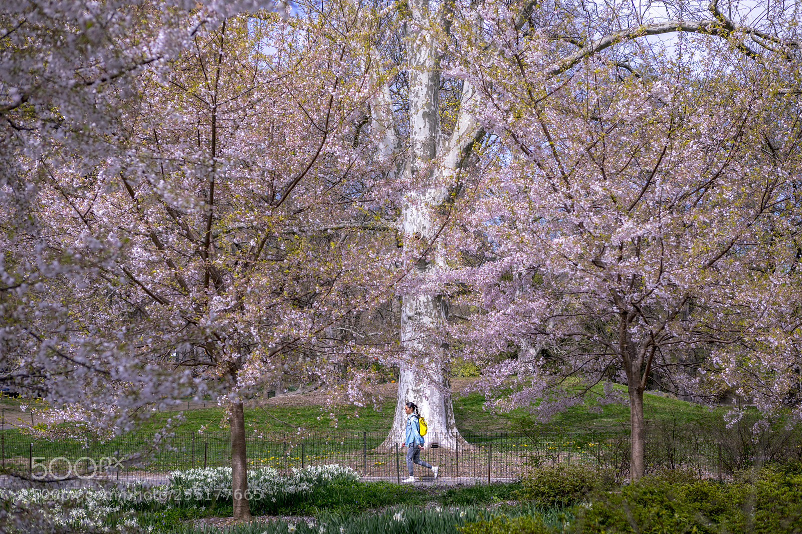 Canon EOS 5D Mark IV sample photo. Central park photography