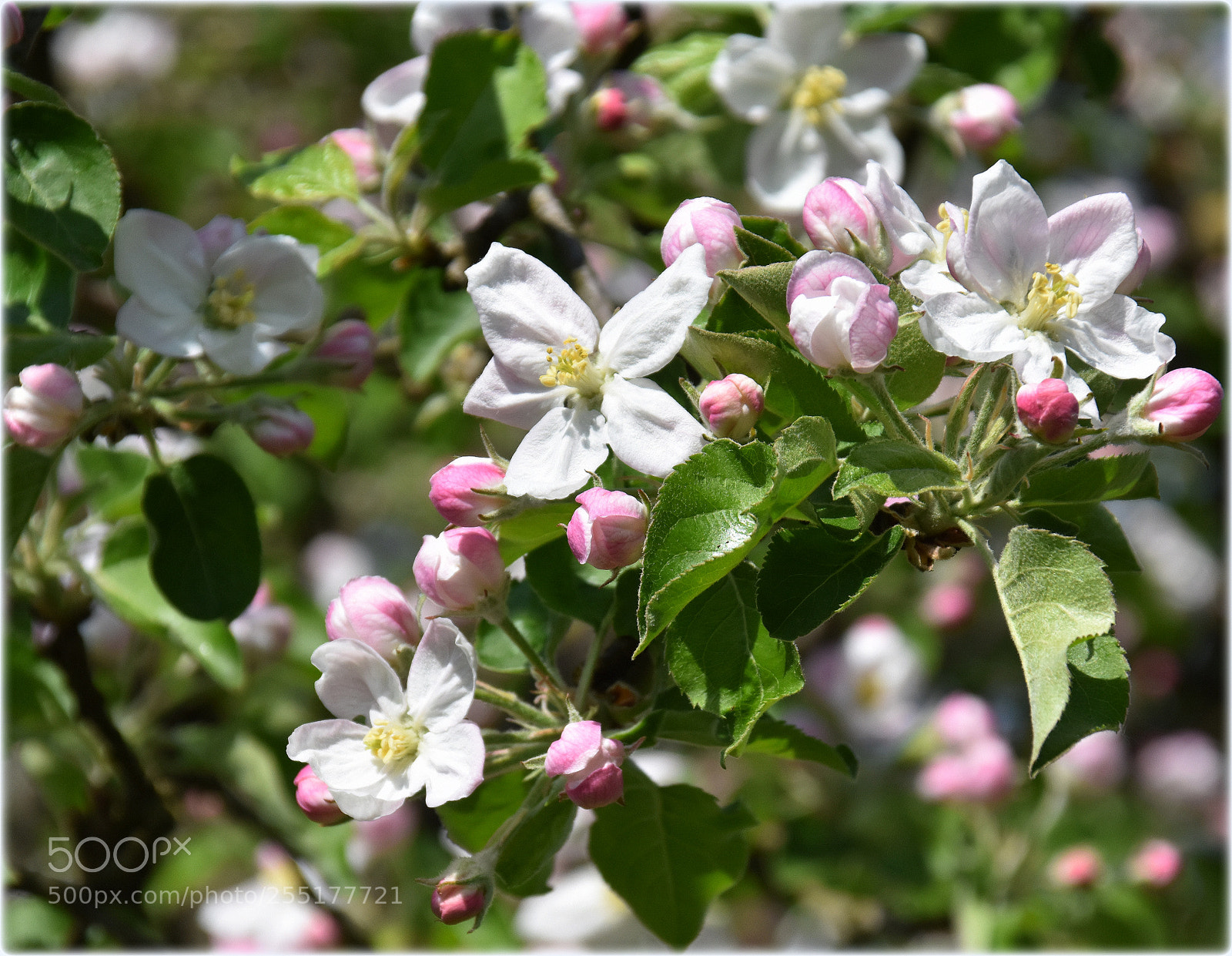 Nikon D7200 sample photo. "appleblossom,;" photography