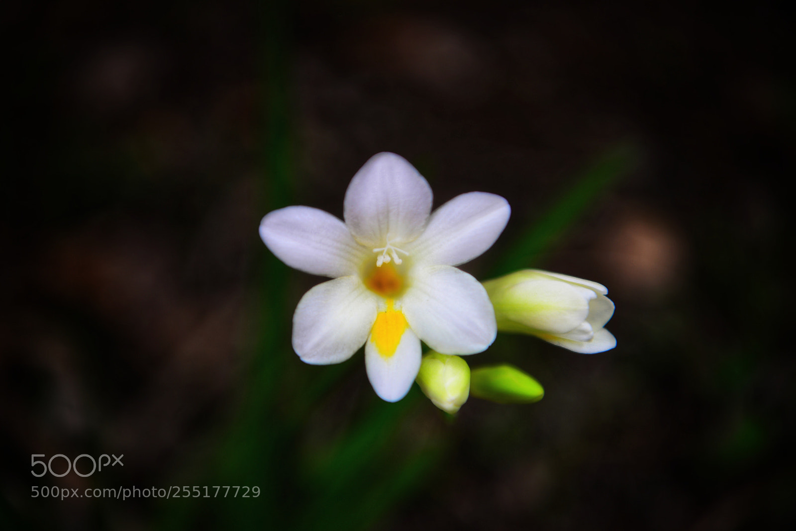 Nikon D610 sample photo. White ? photography