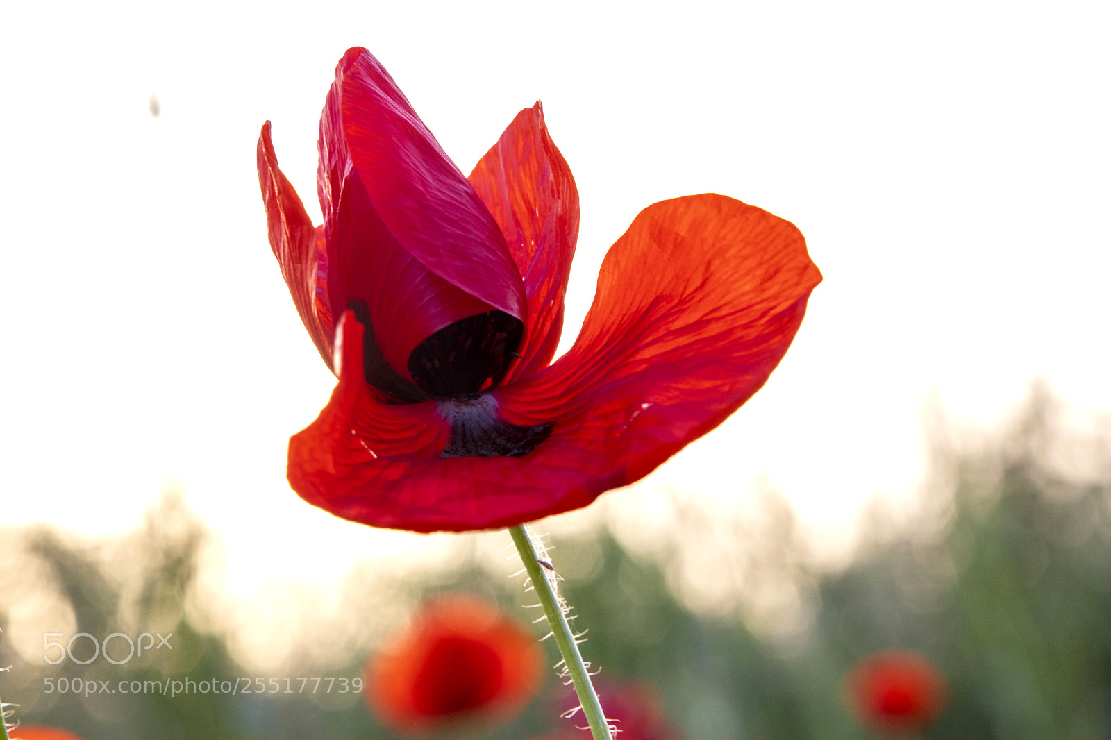Canon EOS 6D Mark II sample photo. Amapola en movimiento photography