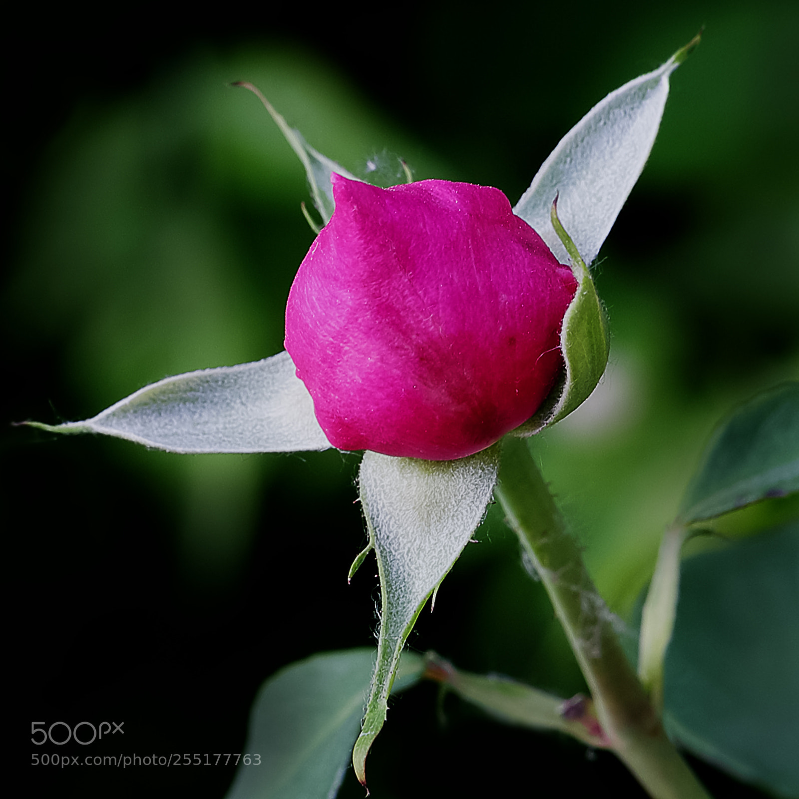 Canon EOS-1D X Mark II sample photo. 月季花 photography