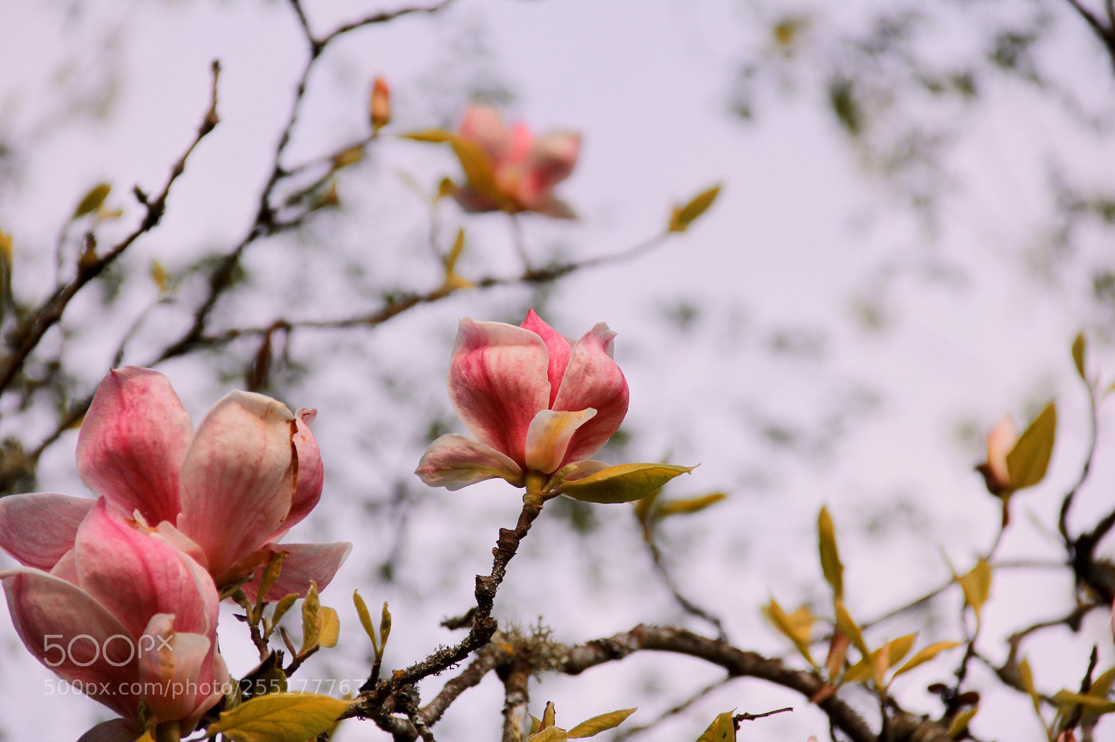 Canon EOS 60D sample photo. Home ... sick  photography