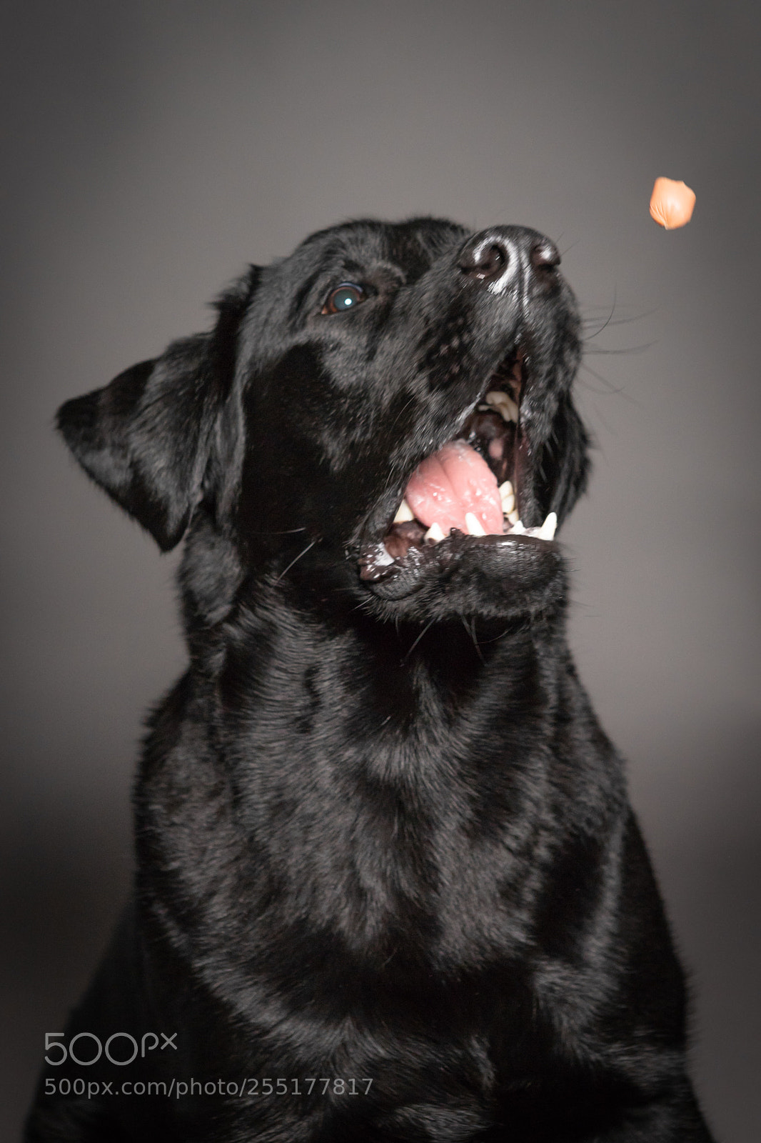 Canon EOS 6D Mark II sample photo. Black labrador dog catch photography