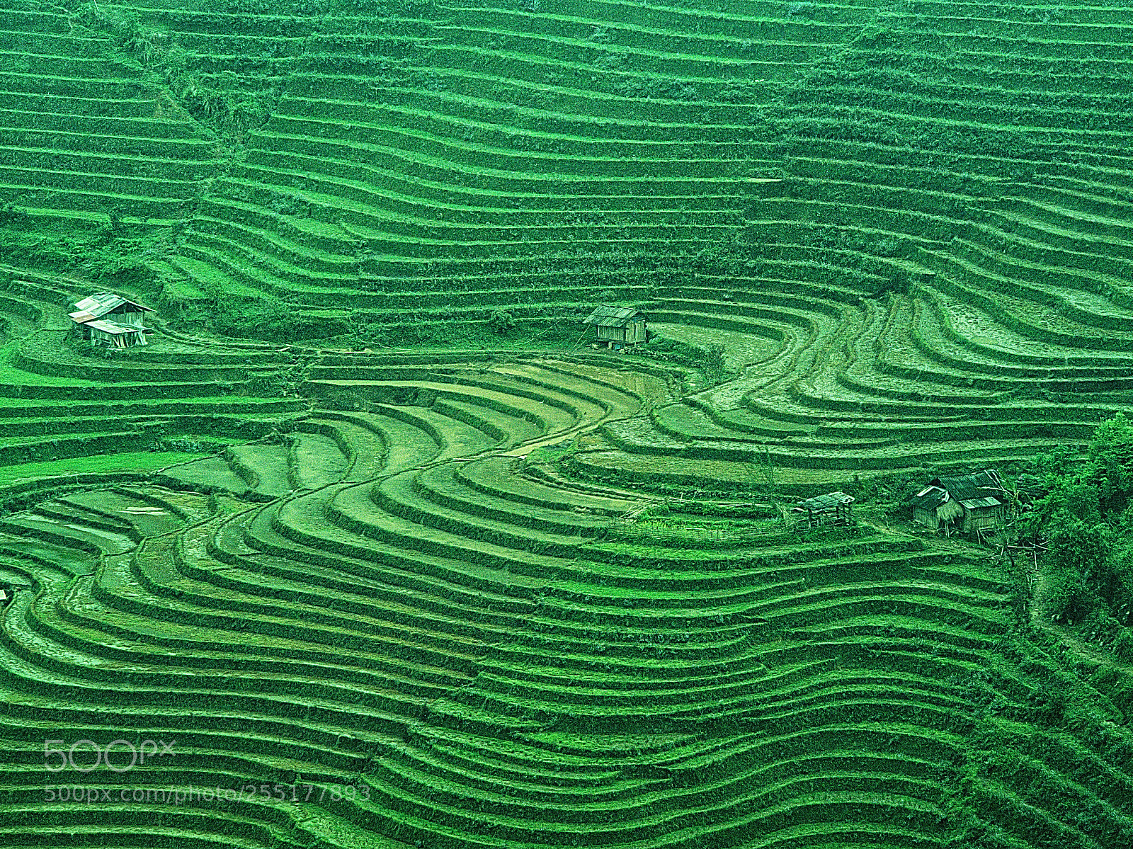 Olympus OM-D E-M1 sample photo. Paddy field mt sa photography