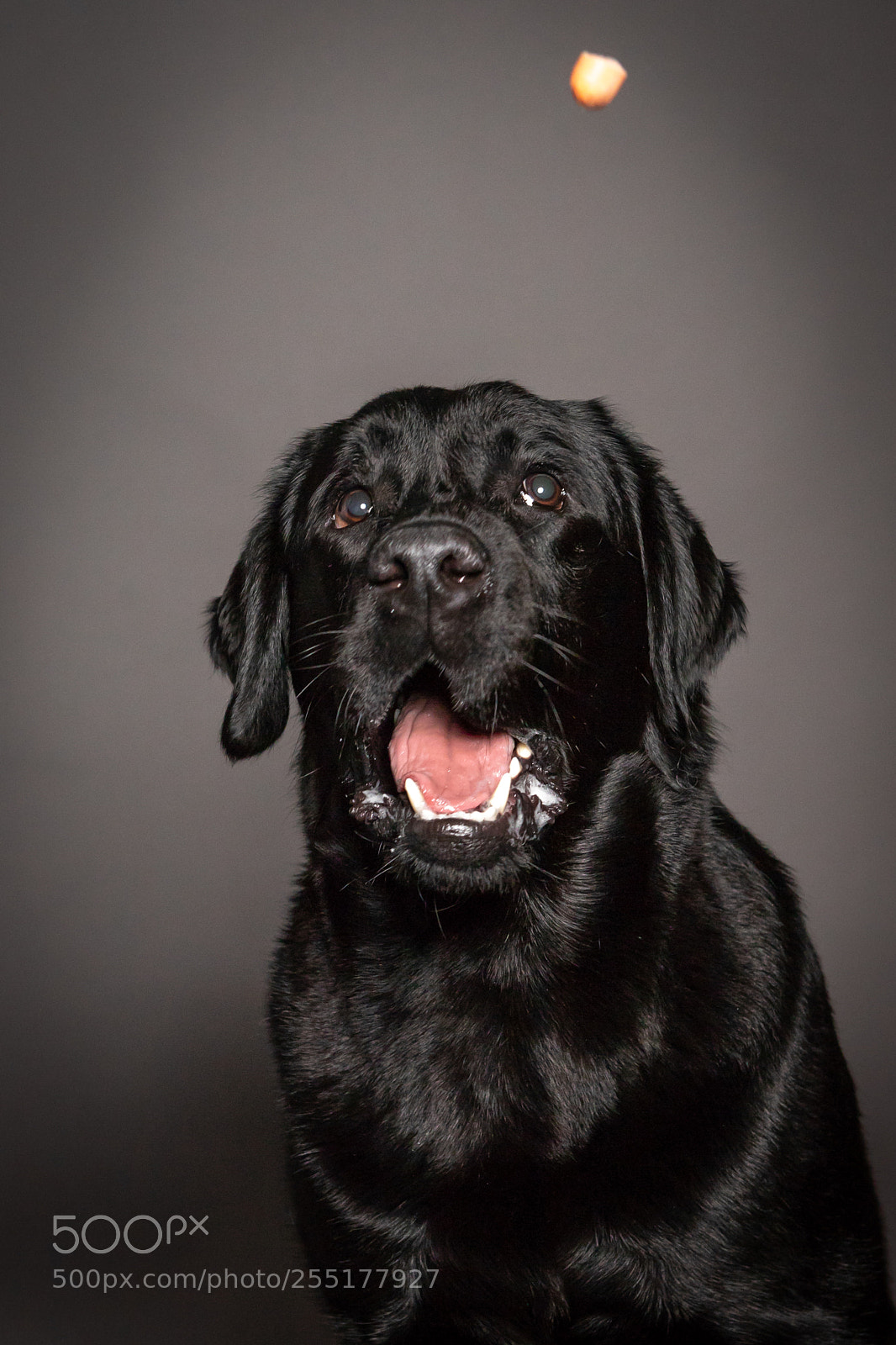 Canon EOS 6D Mark II sample photo. Portrait of funny black photography