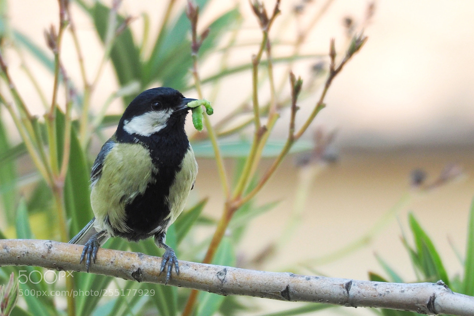 Olympus OM-D E-M1 Mark II sample photo. Classic prey photography