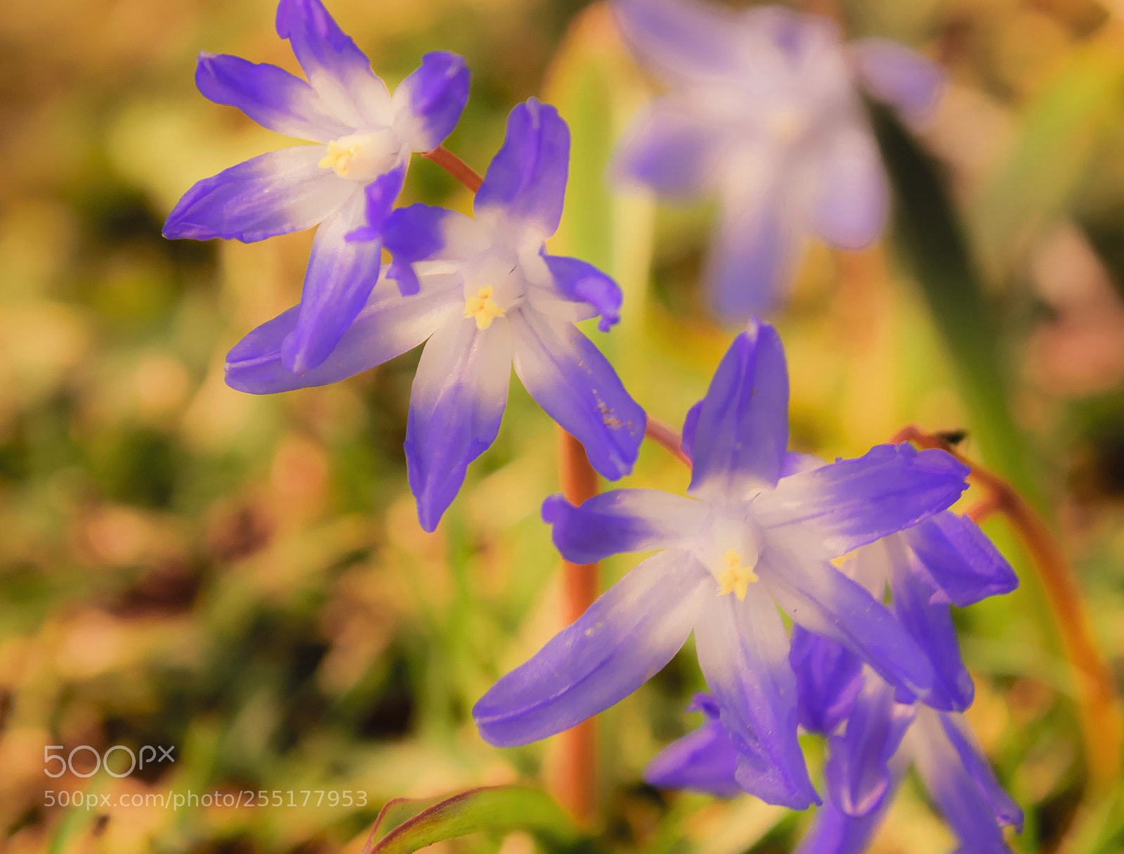 Nikon D5300 sample photo. Happy spring friends photography