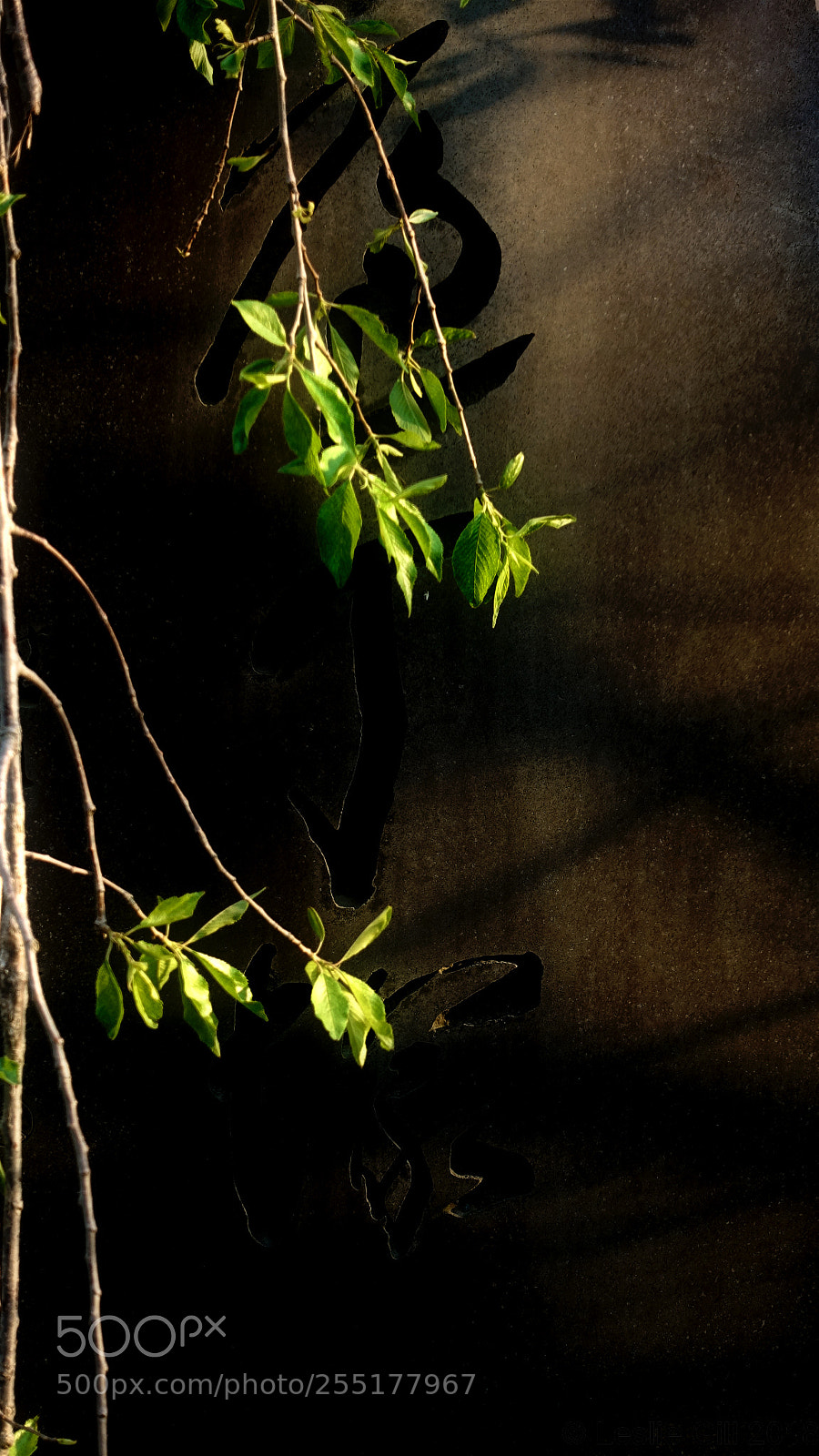 Sony DSC-RX100M5 sample photo. Between the leaves photography