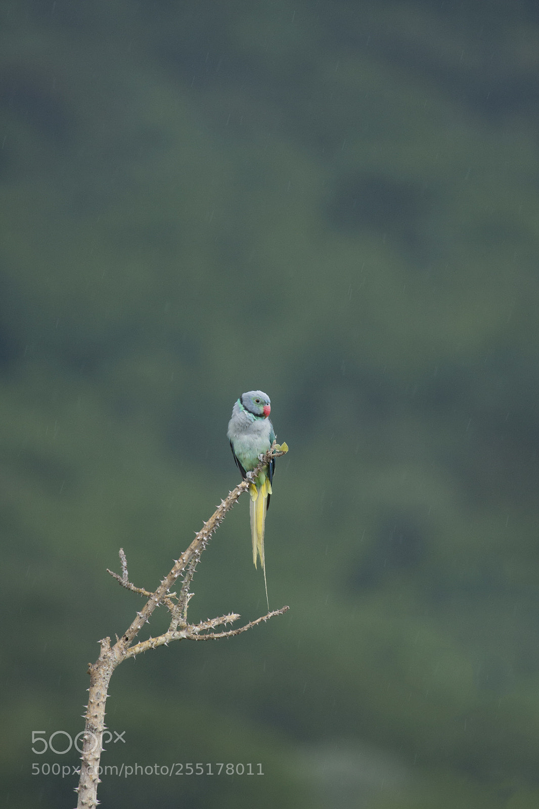 Canon EOS 40D sample photo. Blue winged beauty photography