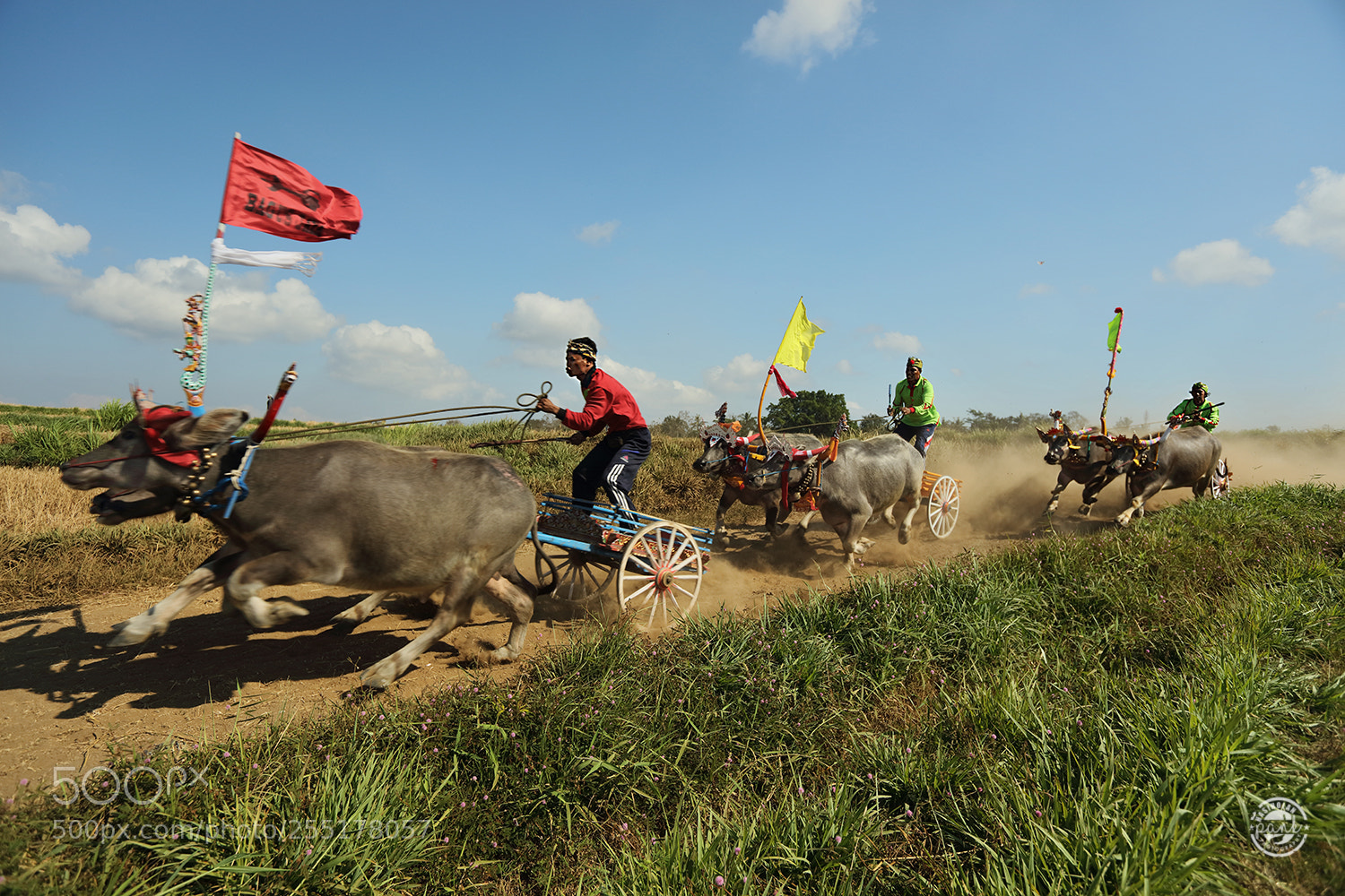 Canon EOS 5DS R sample photo. Makepung (buffalo race) photography