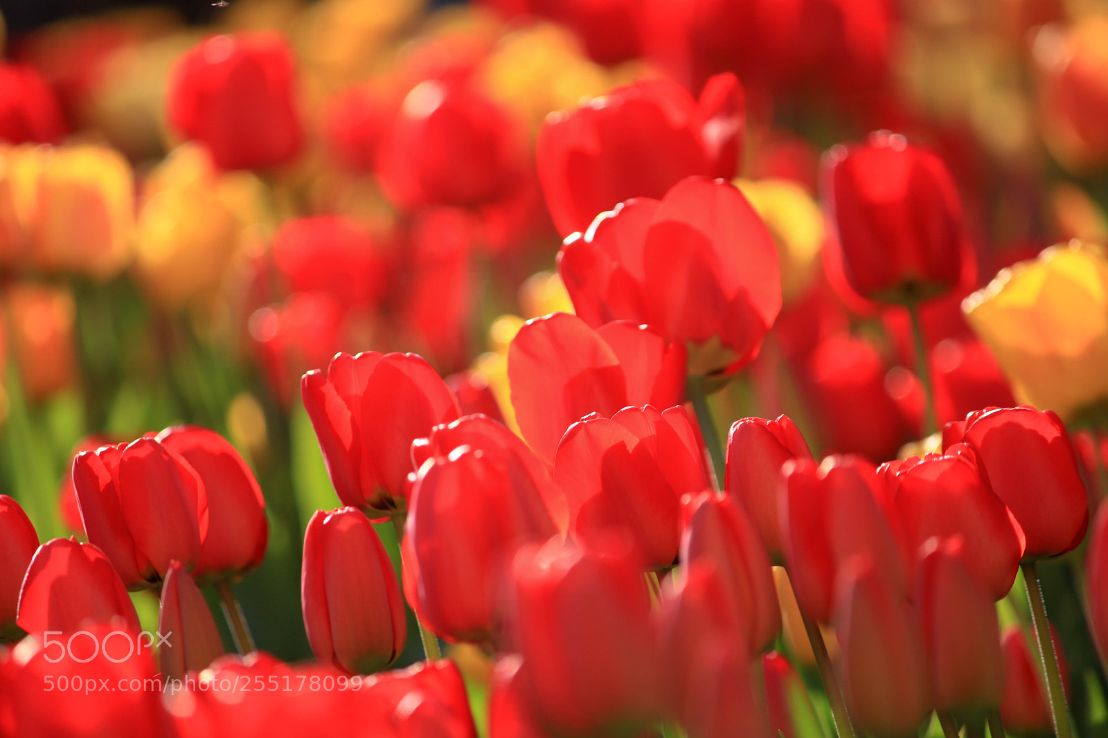 Canon EOS 760D (EOS Rebel T6s / EOS 8000D) sample photo. Tulip photography