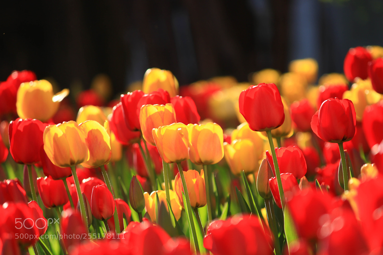 Canon EOS 760D (EOS Rebel T6s / EOS 8000D) sample photo. Tulip photography