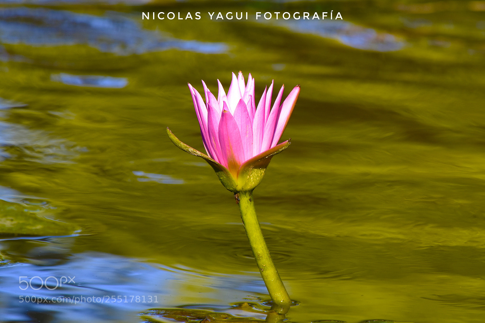 Nikon D7200 sample photo. Camalote flower photography
