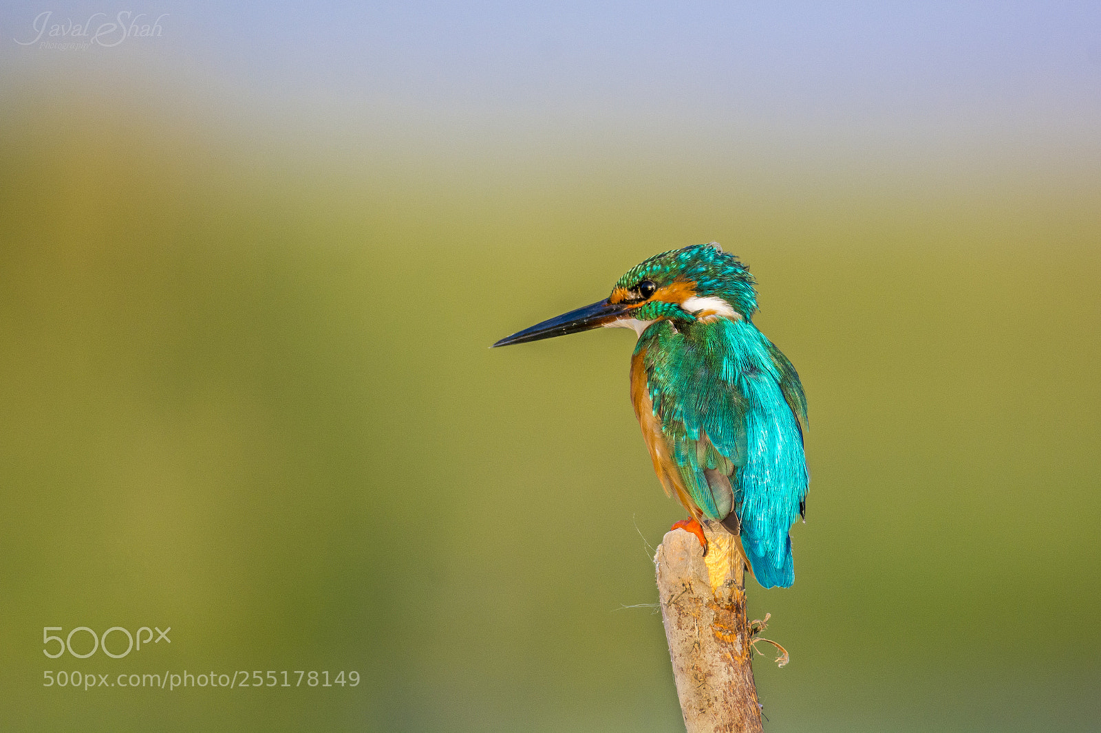 Nikon D7100 sample photo. Common kingfisher photography