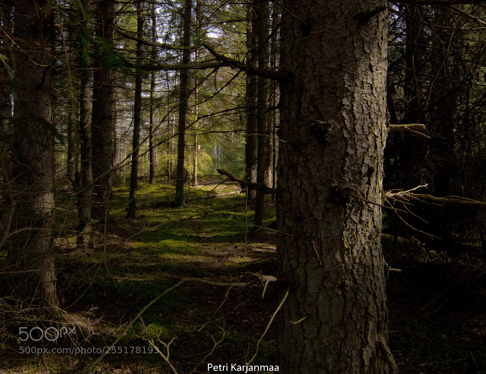Canon EOS 7D Mark II sample photo. In the forest photography