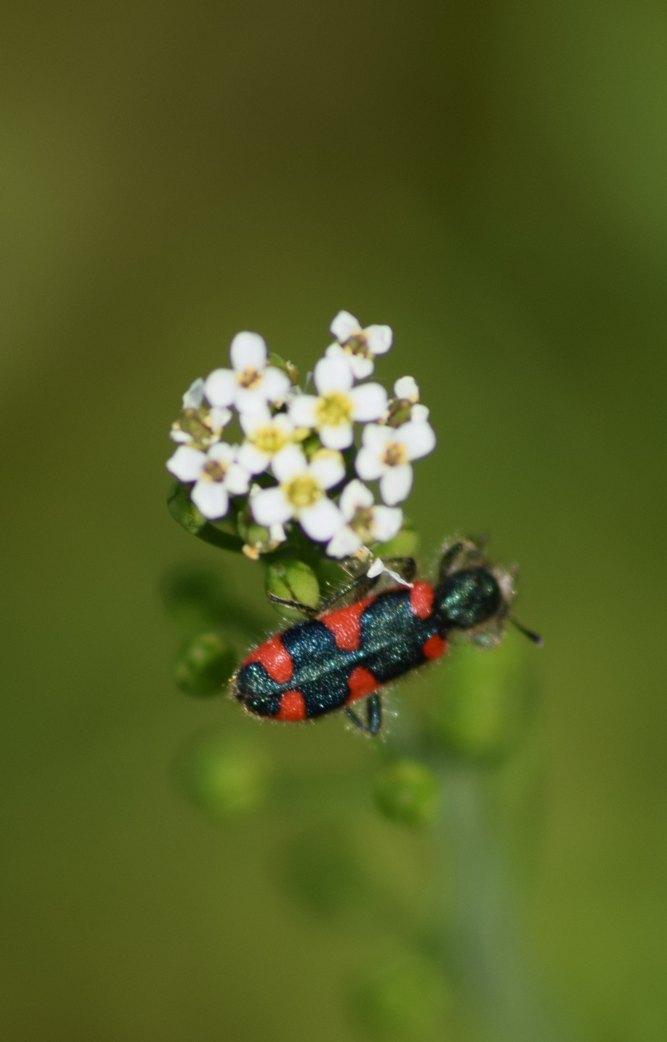 Sigma 70-300mm F4-5.6 APO DG Macro sample photo. Tiny bug on tiny flowers photography