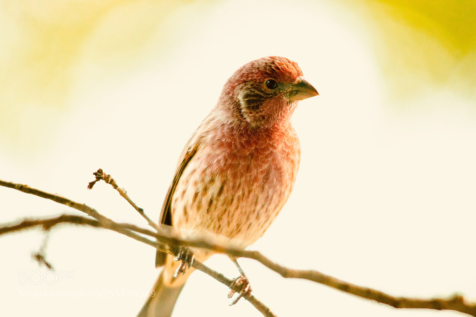 Canon EOS 70D sample photo. House finch!  photography
