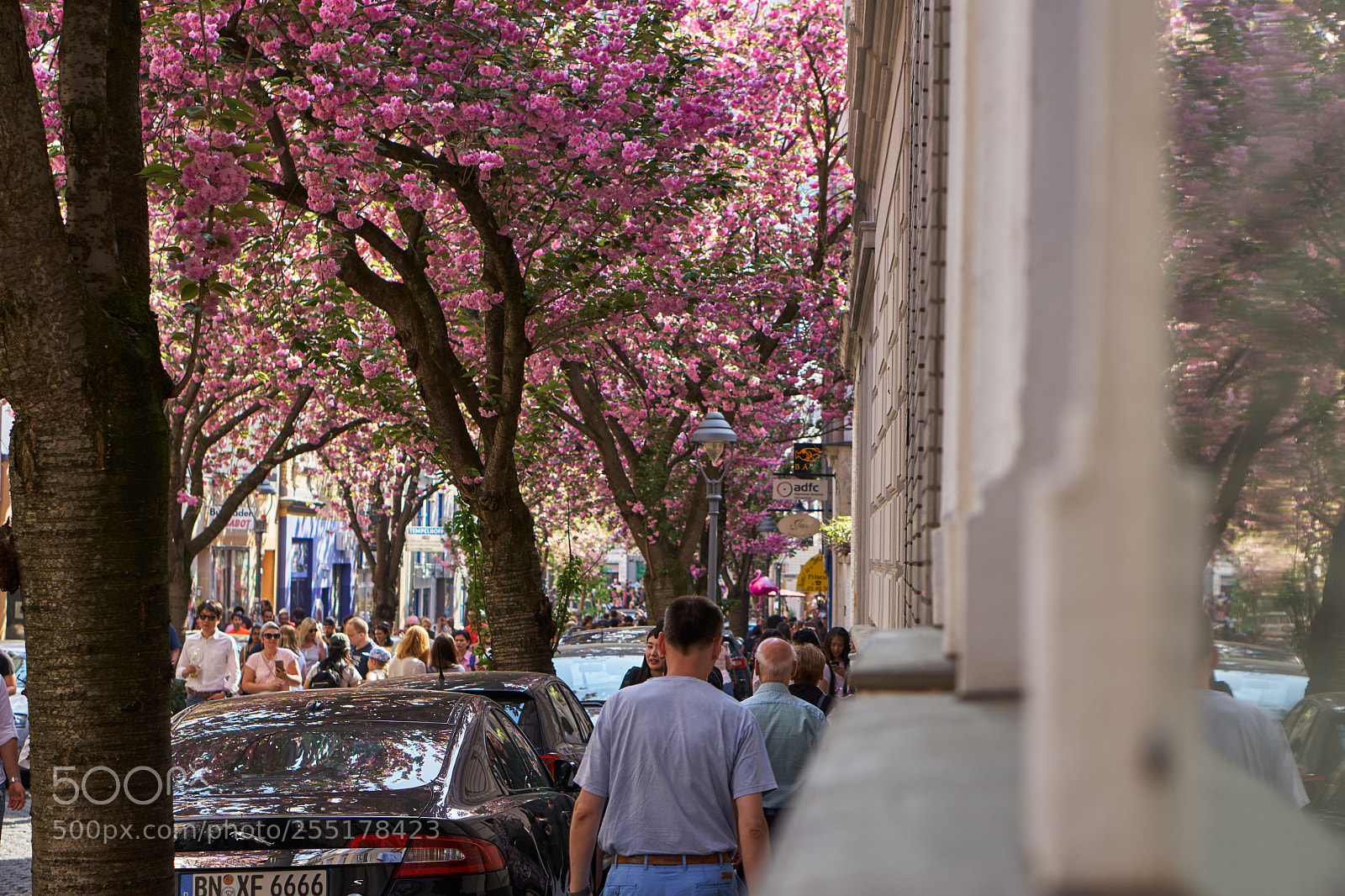 Sony a6300 sample photo. Kirschblüte photography