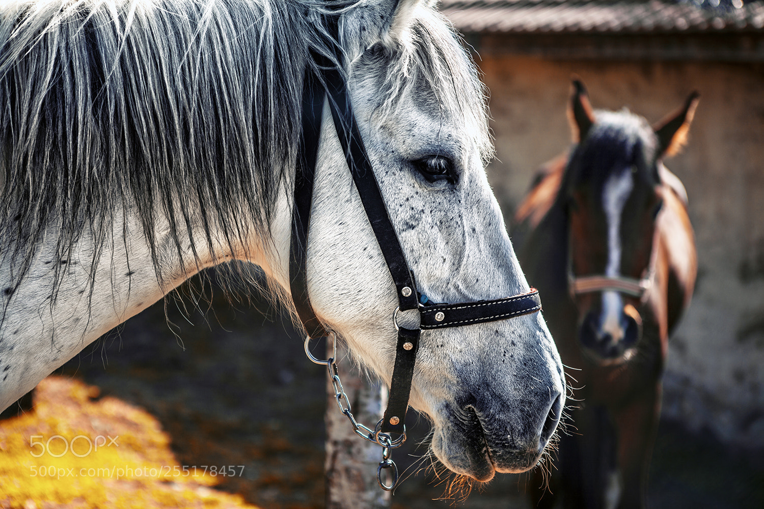 Canon EOS 5D Mark II sample photo. Horses photography