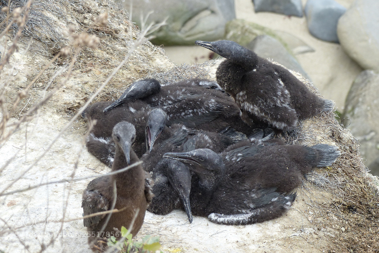 Panasonic Lumix DMC-FZ200 sample photo. Six downy chicks on photography