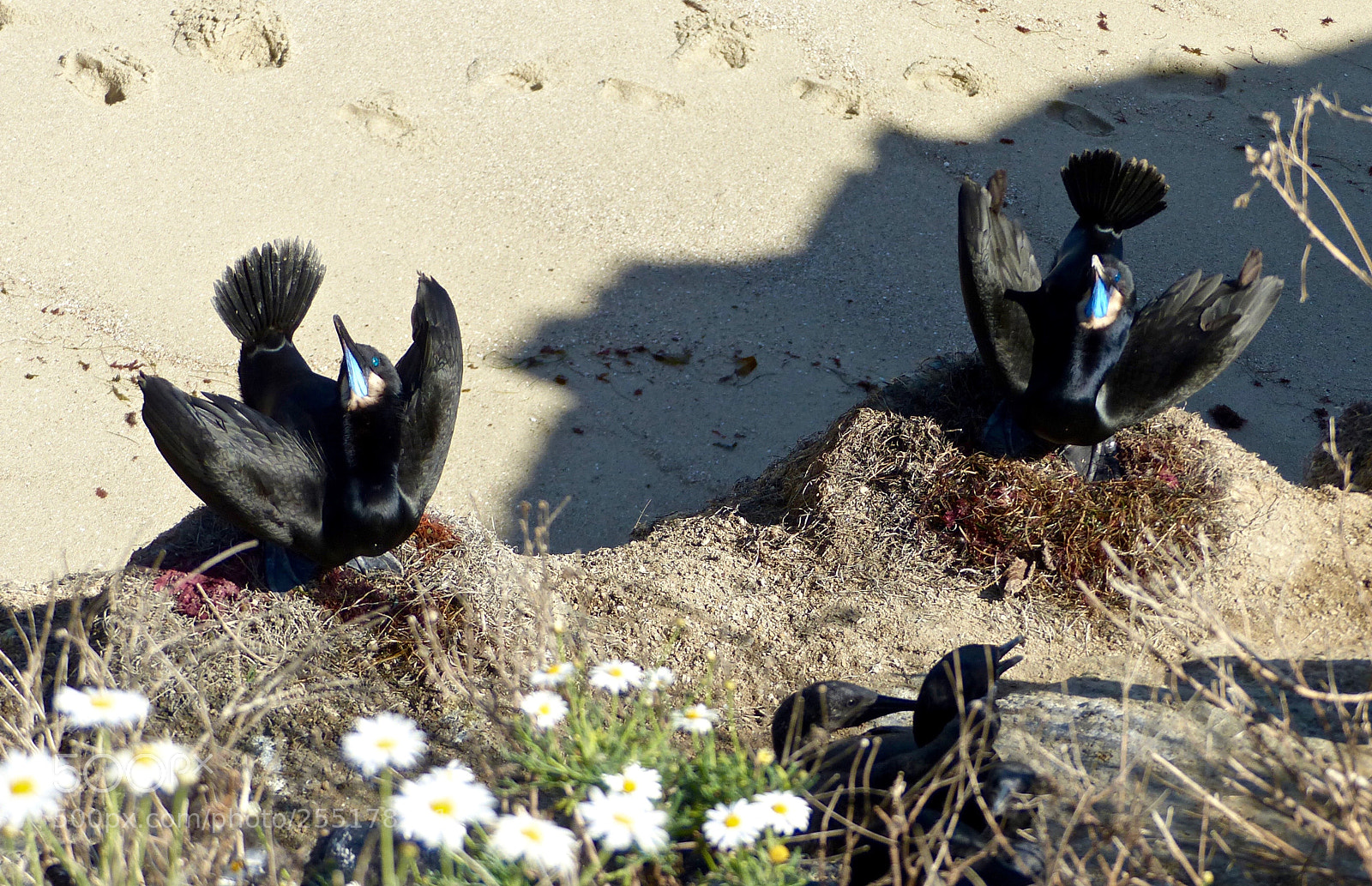 Panasonic Lumix DMC-FZ200 sample photo. Mating displays on nests photography