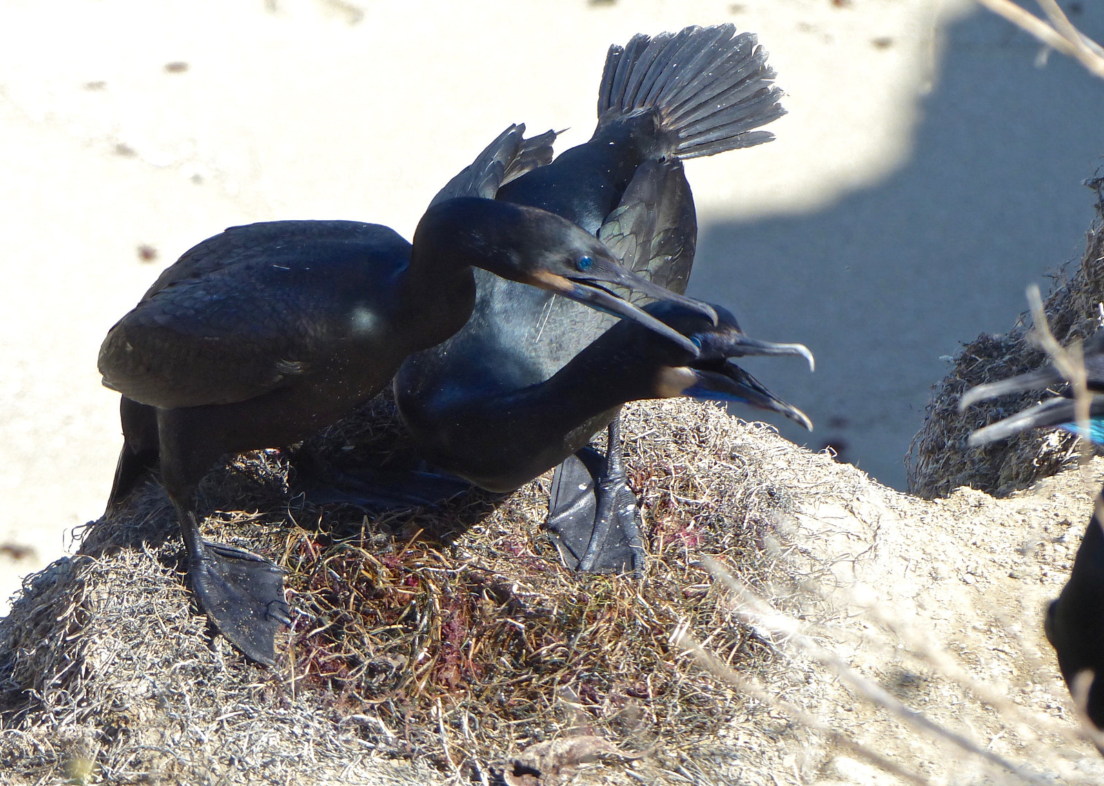 Panasonic Lumix DMC-FZ200 sample photo. Mating behaviors and challenges photography