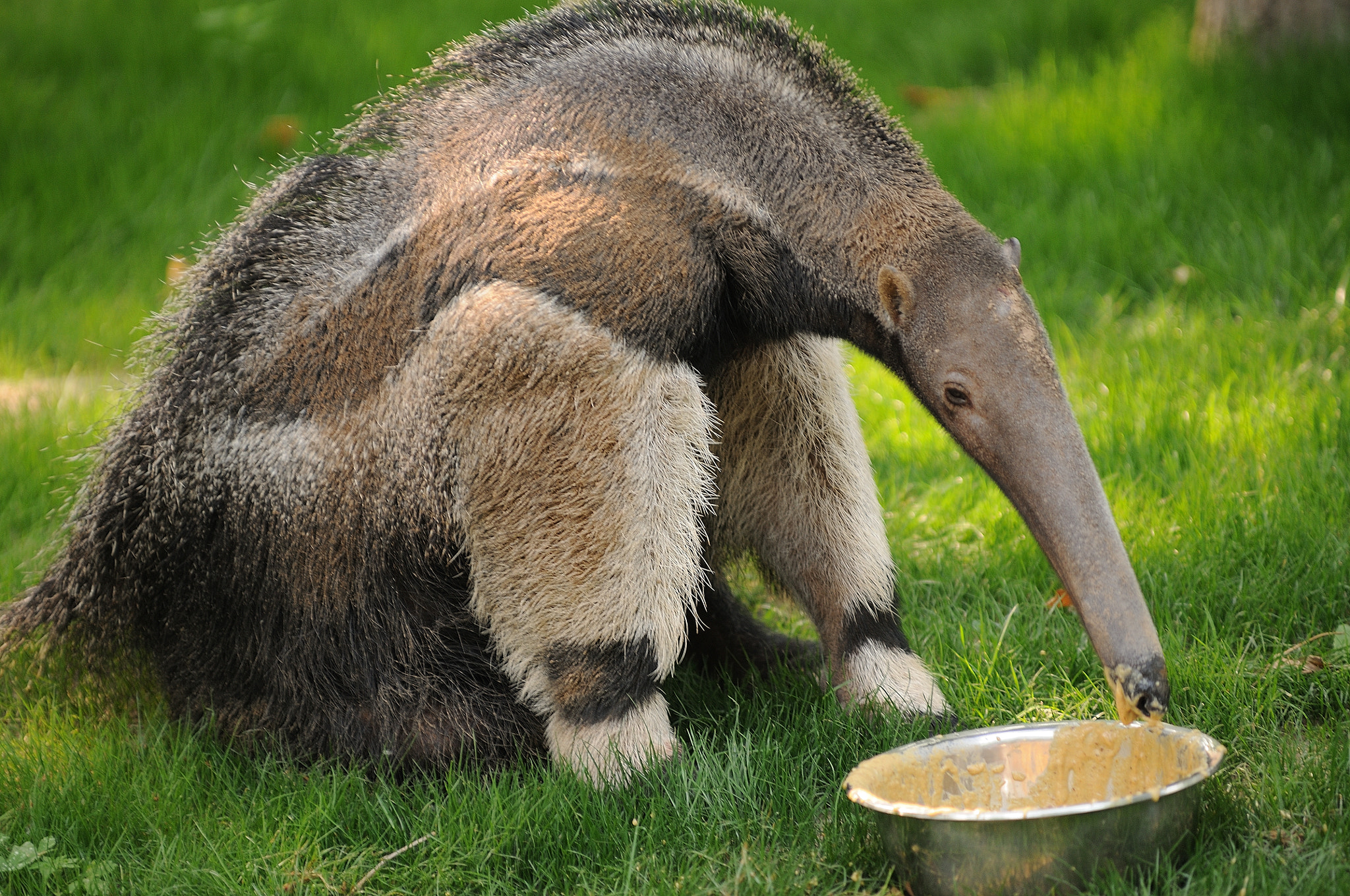 Nikon D300S sample photo. Zoo photography
