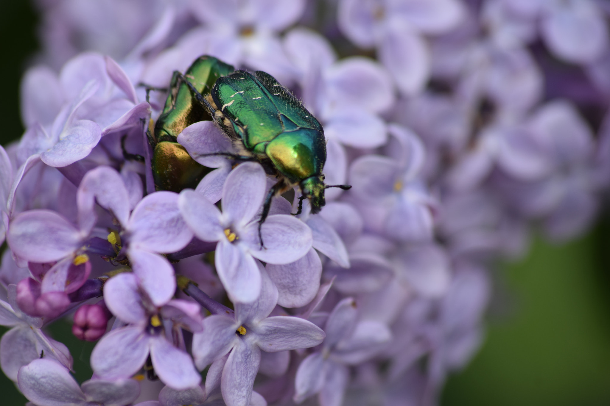 Sigma 70-300mm F4-5.6 APO DG Macro sample photo. Green beetles photography